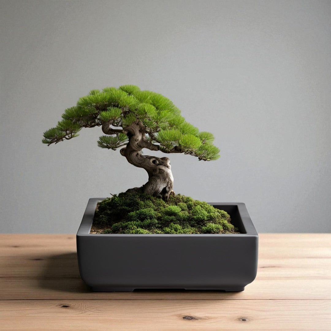 Minimalist Square Bonsai Pot