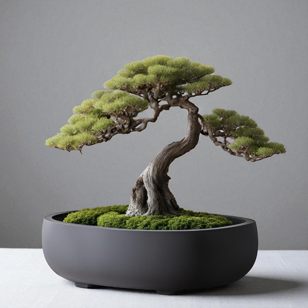 Minimalist Round Bonsai Planter