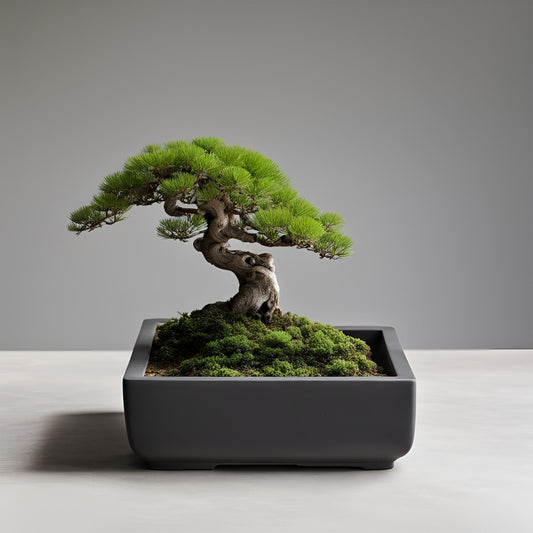 Minimalist Square Bonsai Pot