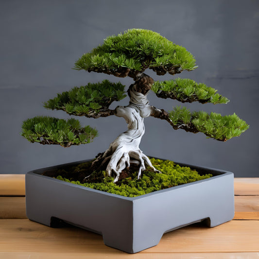 Shizen Square Bonsai Pot