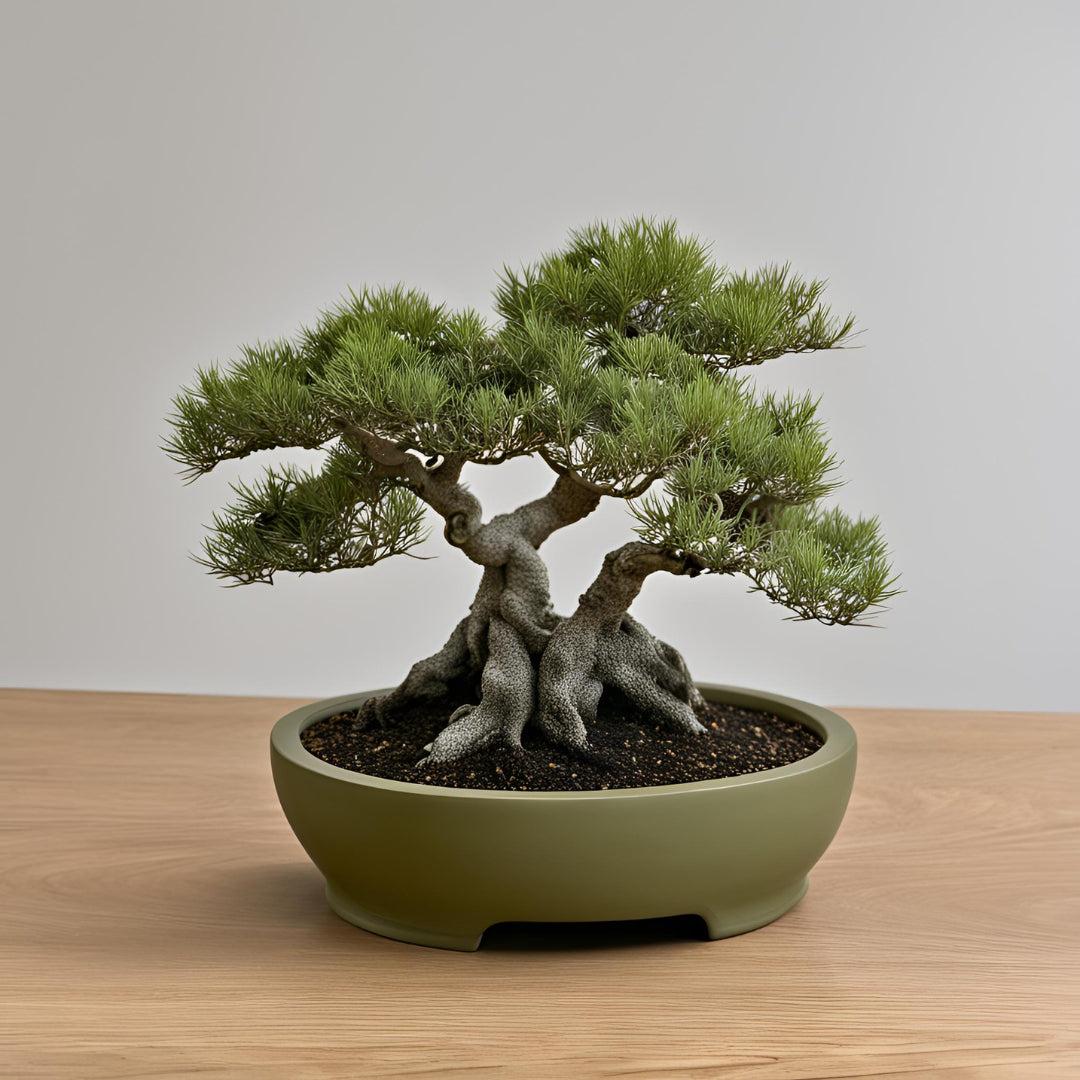 Shizen Round Bonsai Planter